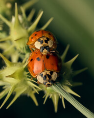 Two ladybugs on the green grass