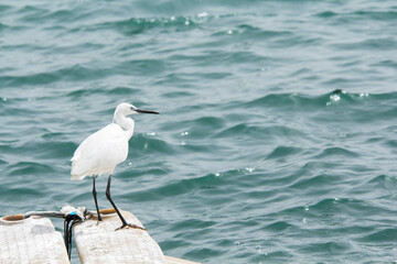 las aves marinas tascada en el puerto esperando que pase la tormenta