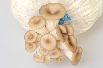 mushrooms,Fairy mushroom(Thail mushroom),white mushroom in high definition on white background, macro