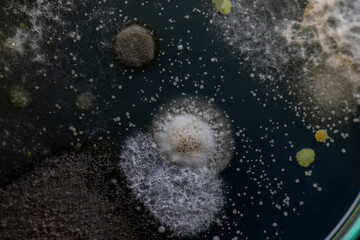 Mold Beautiful, Colony of Characteristics of Fungus (Mold) in culture medium plate from laboratory...