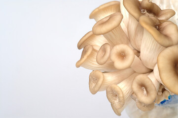 mushrooms,Fairy mushroom(Thail mushroom),white mushroom in high definition on white background, macro