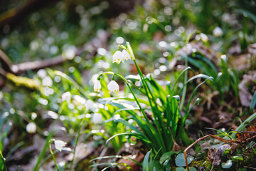 Beautiful blooming early spring snowflake flowers leucojum vernum in a spring forest. Forest floor covered by spring snowflakes German Maerzenbecher, lat. Leucojum vernum