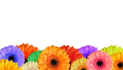 many multicoloured  bloomed flowers gerbera