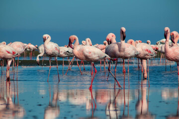 Close up of beautiful African flamingos that are standing in still water with reflection.