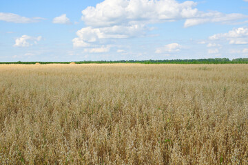 Blue sky over a vast field of ripe oats. Farm land. Picturesque area. Oat cereal fields with blue sky on a sunny summer day before harvest.