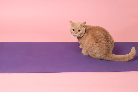 A Ginger British Cat With Amber Eyes Sits On A Purple Sports Mat, Isolated Against A Pink Background.