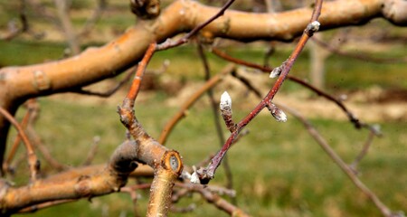 Apple buds on a tree on early spring