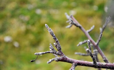 Apple buds on a tree on early spring