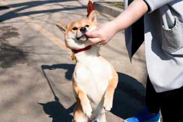 Woman spending fun time with her Shiba Inu dog during sunny day