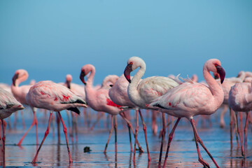 Close up of beautiful African flamingos that are standing in still water with reflection.