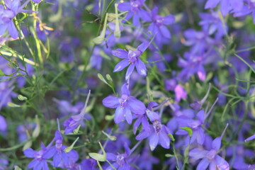 Forking Larkspur (Consolida Regalis). Small lilac wildflowers. Natural background.