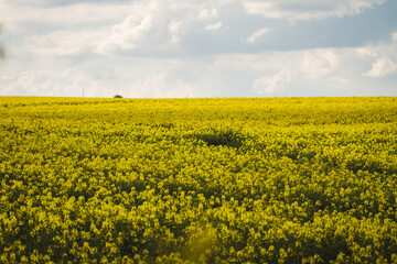 field of yellow flowers