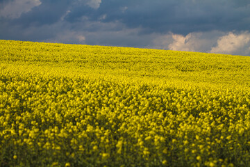 field of yellow flowers