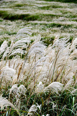 grass in the wind