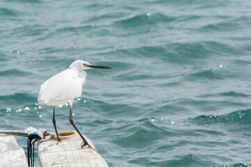 las aves marinas tascada en el puerto esperando que pase la tormenta