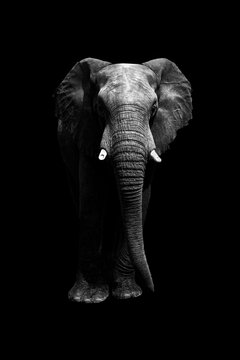 cutout of elephant on black background from front looking at camera. Whole body. copy space