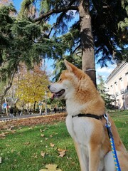 alaskan malamute dog