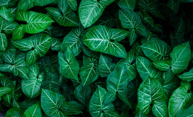 Full Frame of Green Leaves Texture Background. tropical leaf