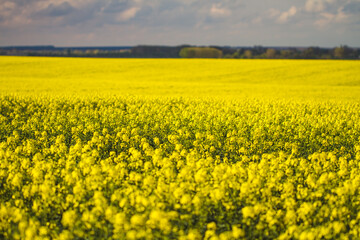 Fototapeta premium field of yellow flowers
