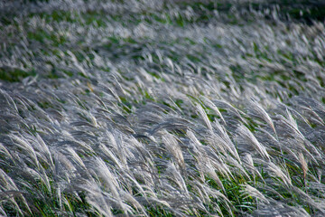 grass in the wind