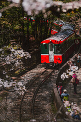 Spring concept-forest train on railway with beautiful cherry blossom in Alishan National park, Taiwan,