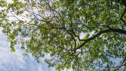 section of a huge tree branch against cloudy blue sky background texture, green tree branch abstract, wallpaper
