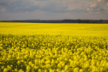 rapeseed field in spring