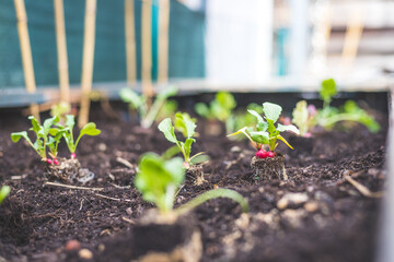 Urban gardening: Planting fresh radish, vegetables and herbs on fruitful soil in the own garden, raised bed.