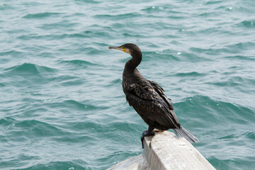 las aves marinas tascada en el puerto esperando que pase la tormenta