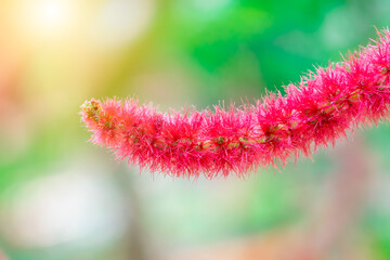 Beautiful close up love lies bleeding, Macro shot of love lies bleeding with blurry background.