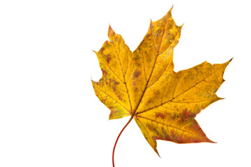 Fototapeta premium Autumn leaf close-up on white background. rich color background