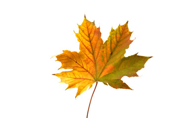 Autumn leaf close-up on white background. rich color background