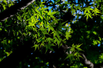green leaves in the sun