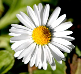 Obraz premium Beauté Divine