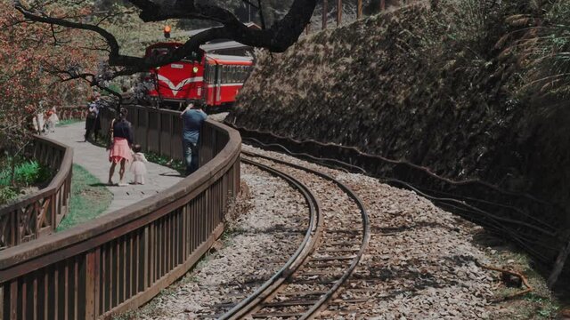 Spring concept-forest train on railway with beautiful cherry blossom in Alishan National park, Taiwan,