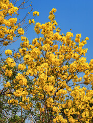 Beautiful yellow Tabebuia aurea against bright blue sky.