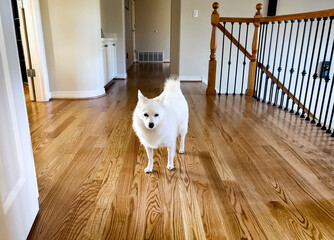 Family pet dog walking upstairs on clean hard wood floors