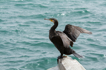 las aves marinas tascada en el puerto esperando que pase la tormenta