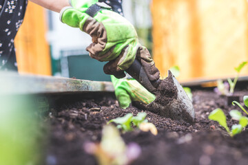 Urban gardening: Planting fresh vegetables and herbs on fruitful soil in the own garden, raised bed.