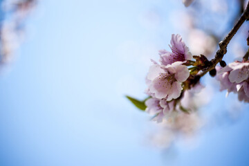 파란하늘과 봄 그리고 벚꽃