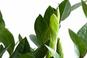 A new sprout of the Zamiokulkas plant on a white background. Selective focus.
