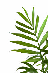 Decorative Areca or hamedorea palm on a white background. Leaves of the Areca houseplant close-up