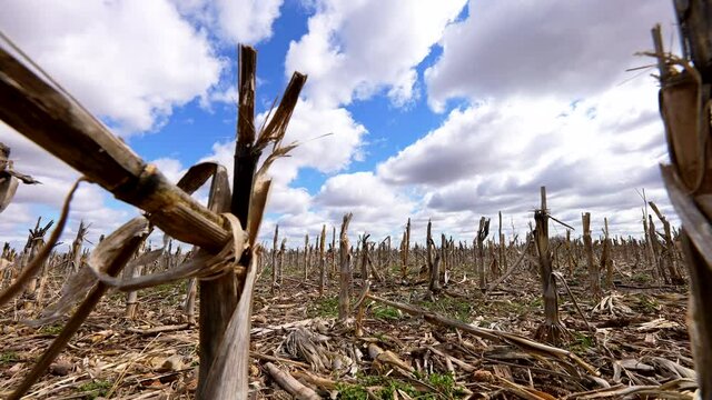 camera moves through stalks of corn stubble in field at ground level on puffy cloud blue sky day