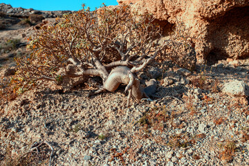 The sweet tabaiba plant (Euphorbia balsamifera) traditionally used as chewing gum. Dessert landscape with stone and dry plant.