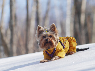 Funny cute dog Yorkshire terrier breed in a yellow jumpsuiton a walk in the winter in the forest.
