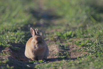 spring rabbit in a green field, easter symbol, beautiful april easter background