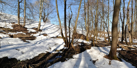 Spring walk through the forest, beautiful panorama.