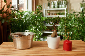 Fototapeta na wymiar Bonsai looking adenium or desert rose plant in white pot, soil dirt in a metal bucket and watering can on the table. Cozy home garden in the background