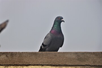 pigeons on the  Terrace Shoot on life single