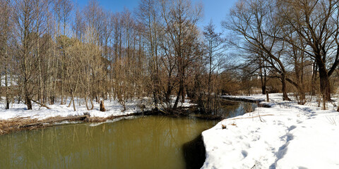 Spring walk through the forest, beautiful panorama.